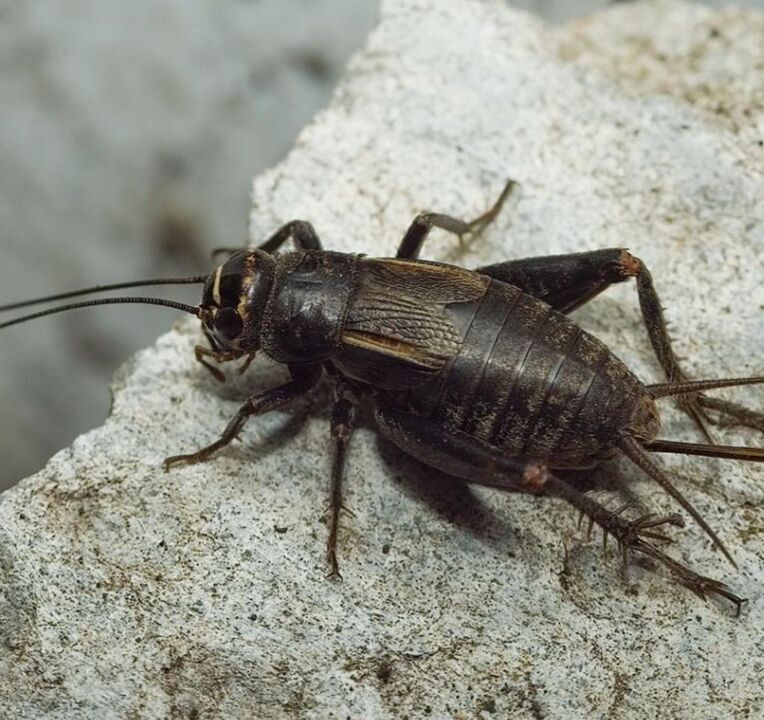 scarab beetle សម្រាប់សំណាងល្អ
